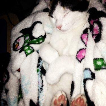 Facebook fenomeni şaşı kedi