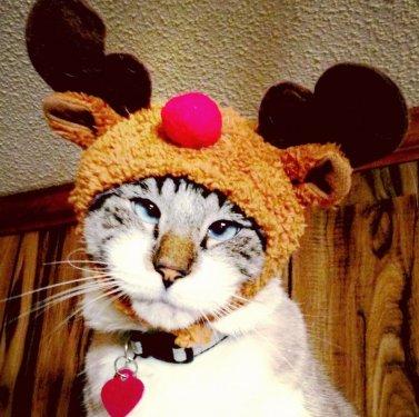 Facebook fenomeni şaşı kedi