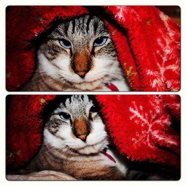 Facebook fenomeni şaşı kedi