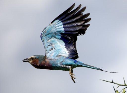 Serengeti'de vahşi yaşam