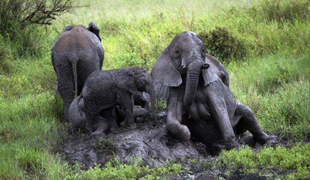 Serengeti'de vahşi yaşam