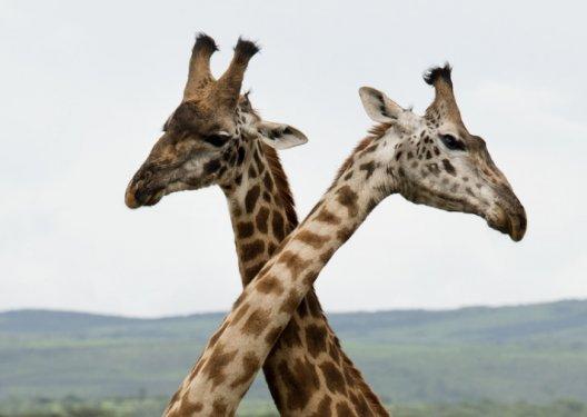 Serengeti'de vahşi yaşam