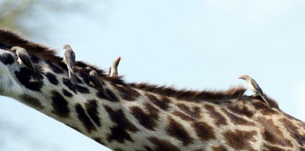 Serengeti'de vahşi yaşam