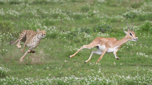 Serengeti'de vahşi yaşam