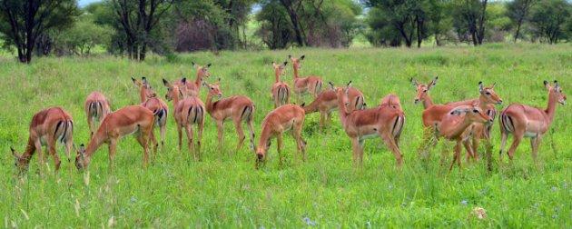 Serengeti'de vahşi yaşam