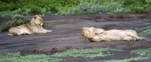 Serengeti'de vahşi yaşam