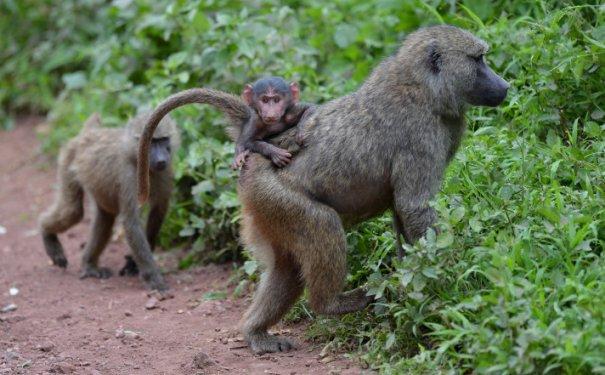Serengeti'de vahşi yaşam