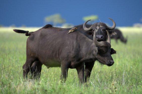 Serengeti'de vahşi yaşam