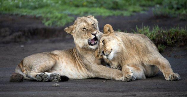 Serengeti'de vahşi yaşam