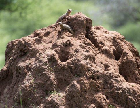 Serengeti'de vahşi yaşam