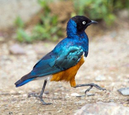 Serengeti'de vahşi yaşam