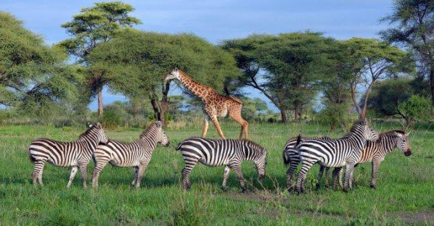 Serengeti'de vahşi yaşam