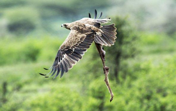 Serengeti'de vahşi yaşam