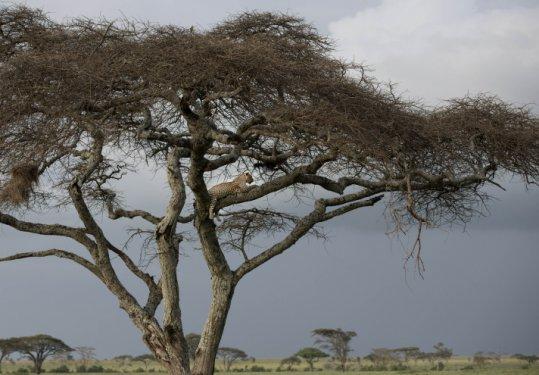 Serengeti'de vahşi yaşam
