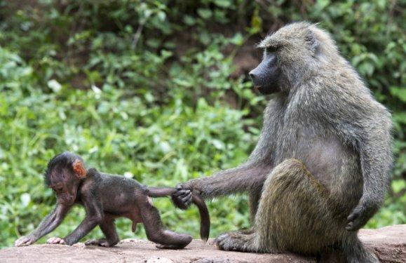 Serengeti'de vahşi yaşam