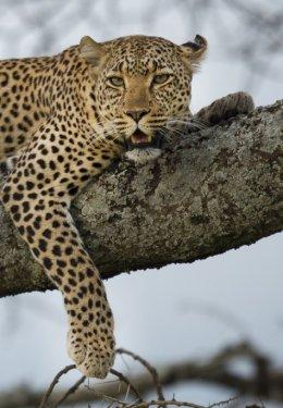 Serengeti'de vahşi yaşam