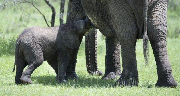 Serengeti'de vahşi yaşam