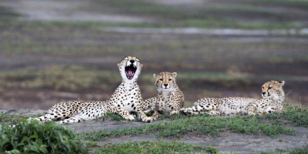 Serengeti'de vahşi yaşam