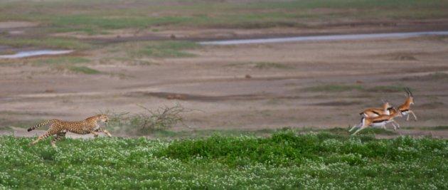 Serengeti'de vahşi yaşam