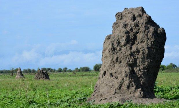 Serengeti'de vahşi yaşam