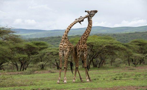Serengeti'de vahşi yaşam