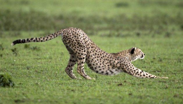Serengeti'de vahşi yaşam