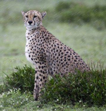 Serengeti'de vahşi yaşam