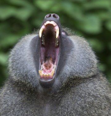 Serengeti'de vahşi yaşam