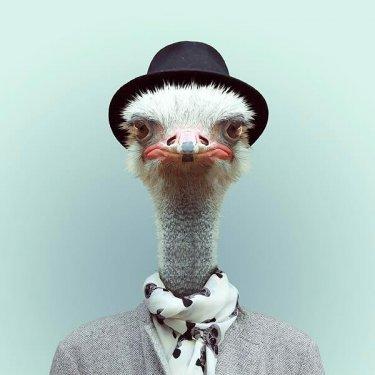 İnsan Kostümleri İle 19 Hayvan