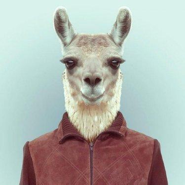 İnsan Kostümleri İle 19 Hayvan