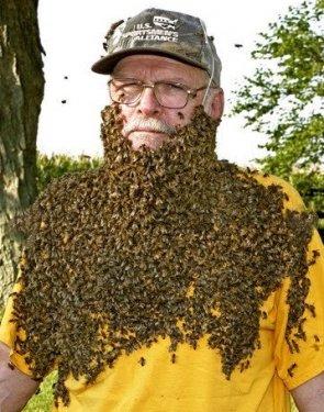 Arı çılgınlığı