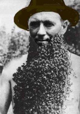 Arı çılgınlığı