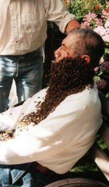 Arı çılgınlığı