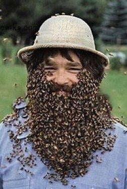 Arı çılgınlığı