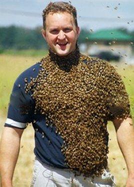 Arı çılgınlığı