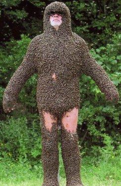 Arı çılgınlığı