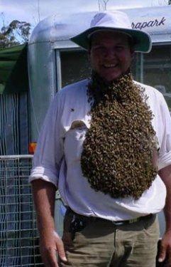 Arı çılgınlığı