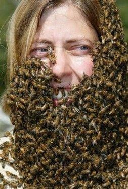 Arı çılgınlığı