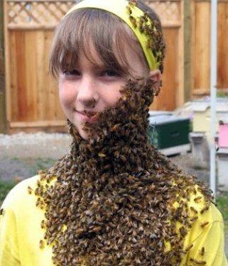 Arı çılgınlığı