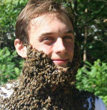 Arı çılgınlığı