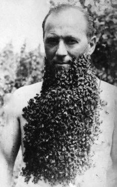 Arı çılgınlığı