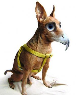 Photoshop icadı hayvanlar