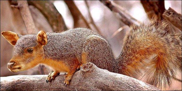 Photoshop icadı hayvanlar