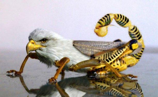 Photoshop icadı hayvanlar