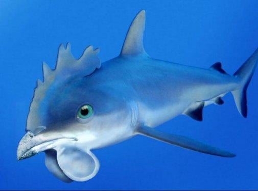 Photoshop icadı hayvanlar