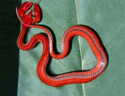 Photoshop icadı hayvanlar