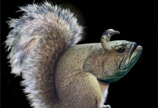 Photoshop icadı hayvanlar