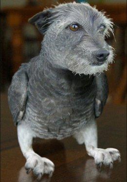 Photoshop icadı hayvanlar