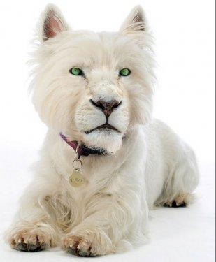 Photoshop icadı hayvanlar