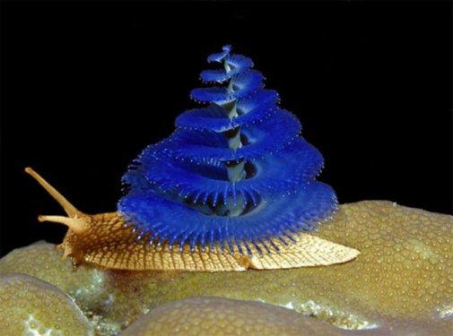 Photoshop icadı hayvanlar